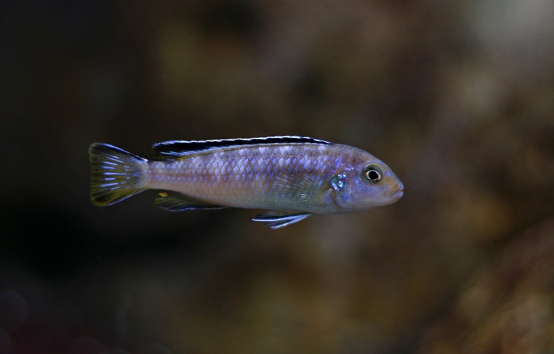 Chindongo sp. 'elongatus ornatus' Likoma Island